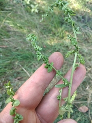 Atriplex micrantha
