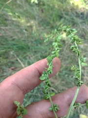 Atriplex micrantha