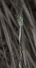 Pterostylis alata