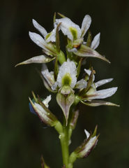 Prasophyllum tunbridgense