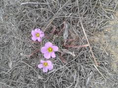 Oxalis imbricata violacea