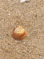 Acanthocardia tuberculata