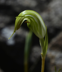 Pterostylis atrans