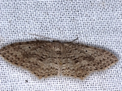 Poecilasthena panapala