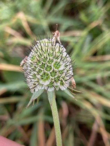 Small Scabious