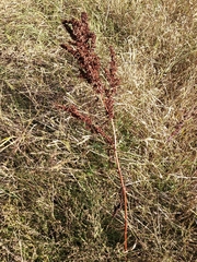 Rumex