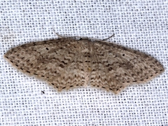 Poecilasthena panapala