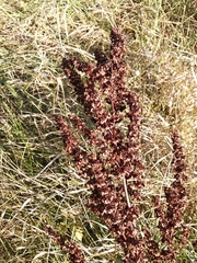 Rumex