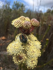 Trichostetha potbergensis