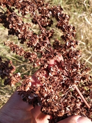 Rumex