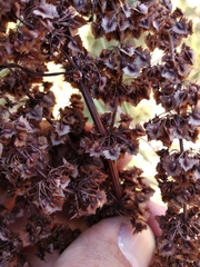 Rumex