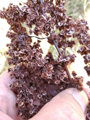 Rumex