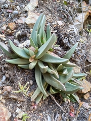 Machairophyllum bijliae