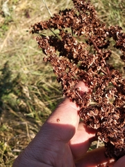 Rumex