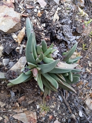 Machairophyllum bijliae