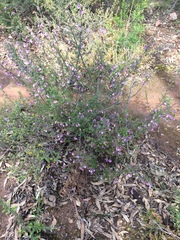 Prostanthera decussata