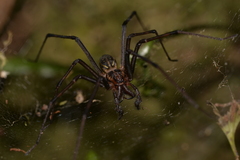 Corasoides australis