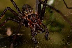 Corasoides australis