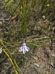 Lobelia linearis