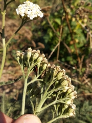 Achillea millefolium