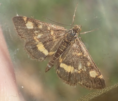 Pyrausta aurata