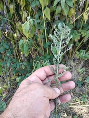 Achillea millefolium