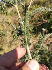 Achillea millefolium
