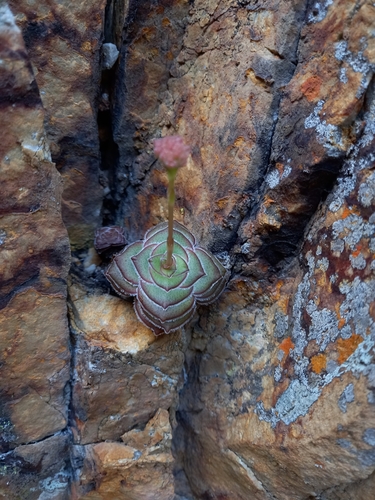 Crassula cremnophila