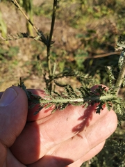 Achillea millefolium
