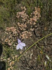 Lobelia linearis