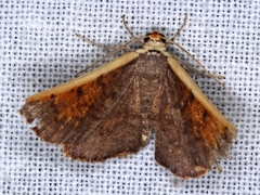 Picromorpha pyrrhopa