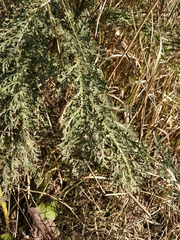 Achillea millefolium