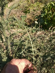 Achillea millefolium