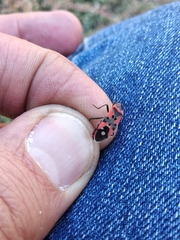 Lygaeus equestris