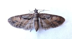 Eupithecia classicata
