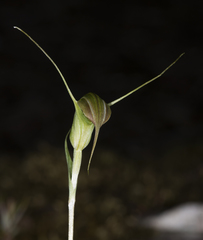 Pterostylis decurva
