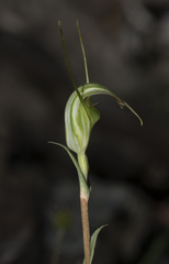 Pterostylis decurva