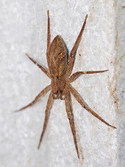 Ornodolomedes