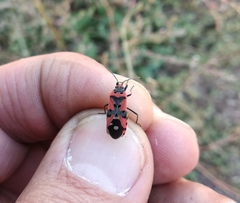 Lygaeus equestris