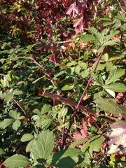 Rubus