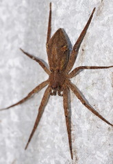 Ornodolomedes