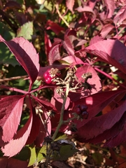 Rubus
