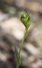 Pterostylis dubia