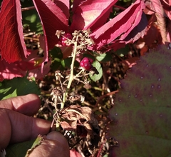 Rubus