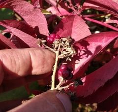 Rubus