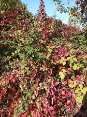 Rubus