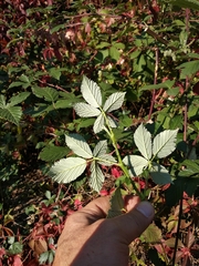 Rubus