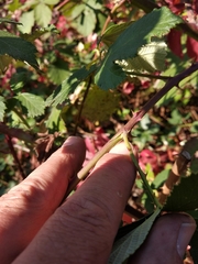Rubus