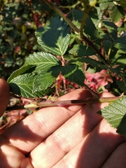 Rubus