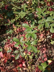 Rubus